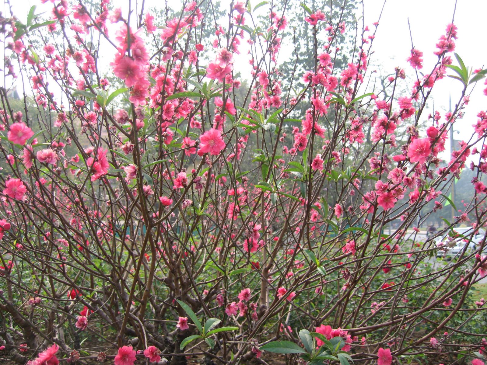 Hoa đào là loài hoa đặc trưng của mùa xuân