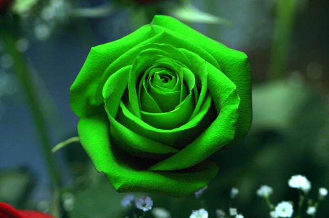 Hoa hồng màu xanh lá chính là loài hoa đẹp