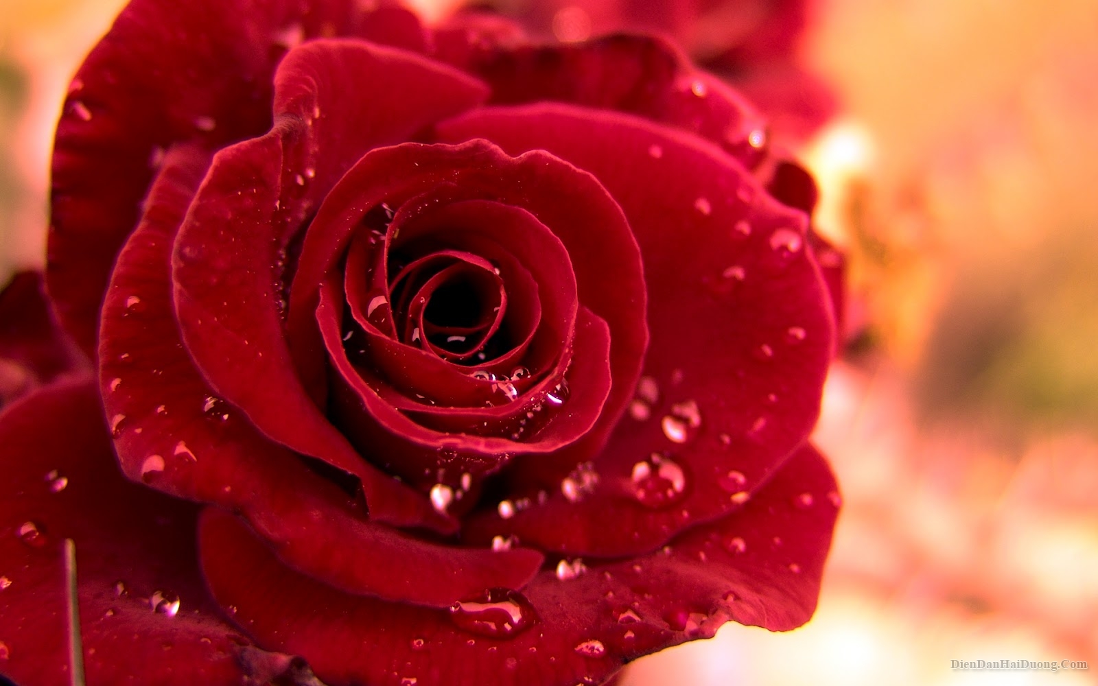 Hoa hồng đỏ là biểu tượng của tình yêu mãnh liệt, nồng cháy