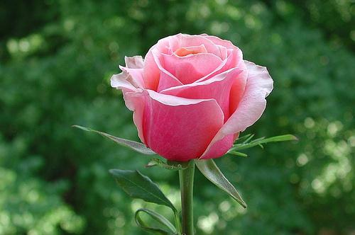Hoa hồng phấn thích hợp dành tặng những cô bạn gái mới quen