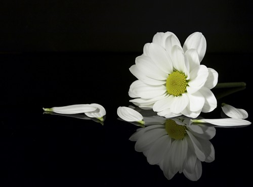 Kết quả hình ảnh cho hoa chia buồn hoa cúc trắng"
