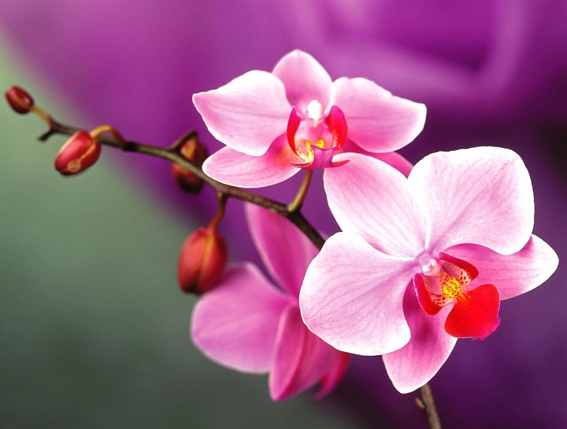 Hoa lan cũng là một loài hoa khai trương đẹp và ý nghĩa