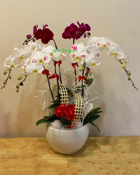 Ngắm nhìn những mẫu hoa lan hồ điệp đẹp thích hợp làm quà tặng