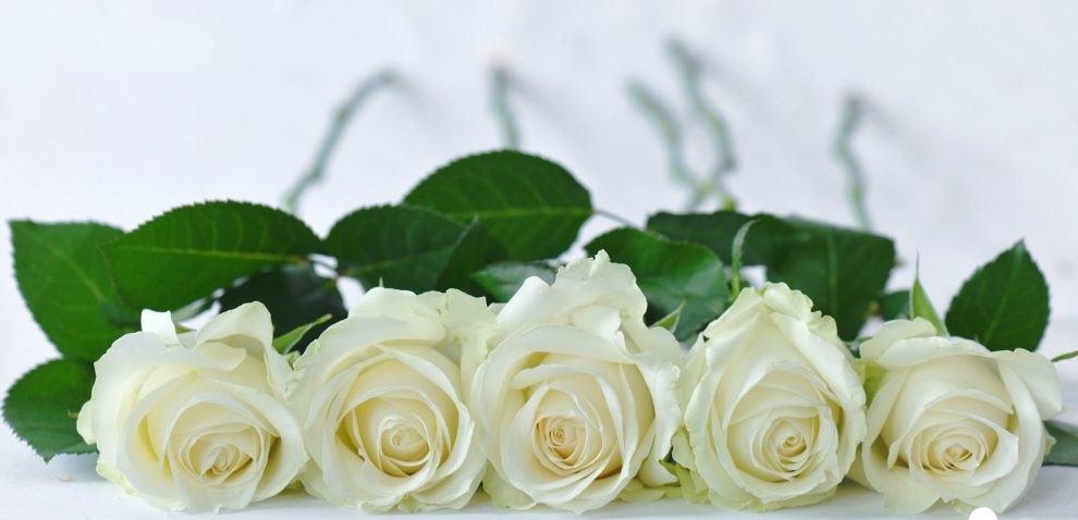Hoa hồng được sử dụng chủ yếu là hoa hồng trắng