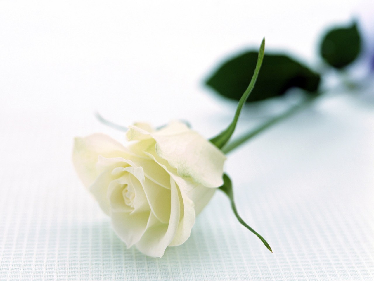 Hoa hồng cũng rất thích hợp làm hoa viếng tang lễ