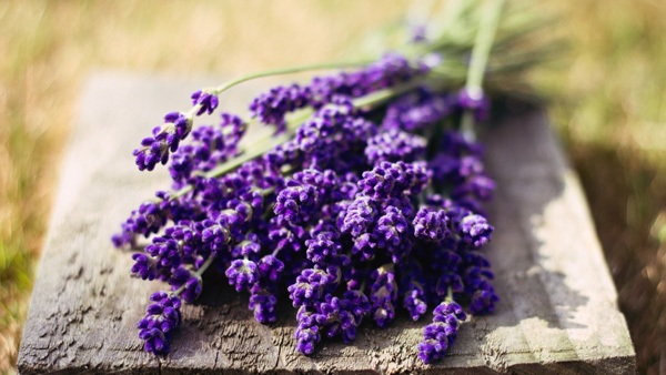 Vẻ đẹp độc đáo và hương thơm quyến rũ của lavender khô là nguyên nhân chiếm trọn tình cảm của nàng