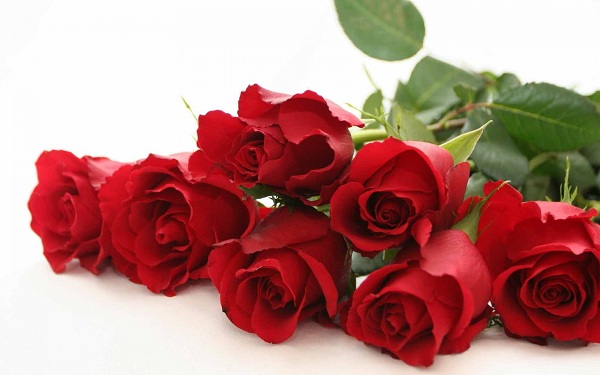 Hồng nhung là loài hoa lãng mạn nhất và là biểu tượng của tình yêu