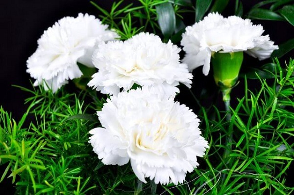 Tránh tặng hoa cẩm chướng vì hoa cẩm chướng gắn liền với sự thiếu may mắn