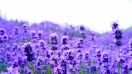 Bật mí những ý nghĩa của hoa lavender