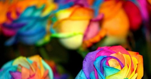 Bí quyết lựa chọn màu sắc để tặng hoa