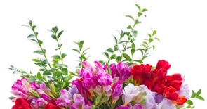 Chống dị ứng phấn hoa mùa xuân với 6 bí quyết đơn giản