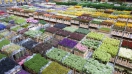 Điểm danh 10 chợ hoa nổi tiếng bậc nhất thế giới