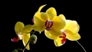 Hoa lan hồ điệp vàng: Ý nghĩa và những mẫu hoa đẹp nhất