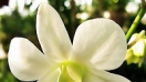 Ý nghĩa hoa Phong Lan trắng