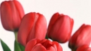 Ý nghĩa hoa tulip - uất kim hương